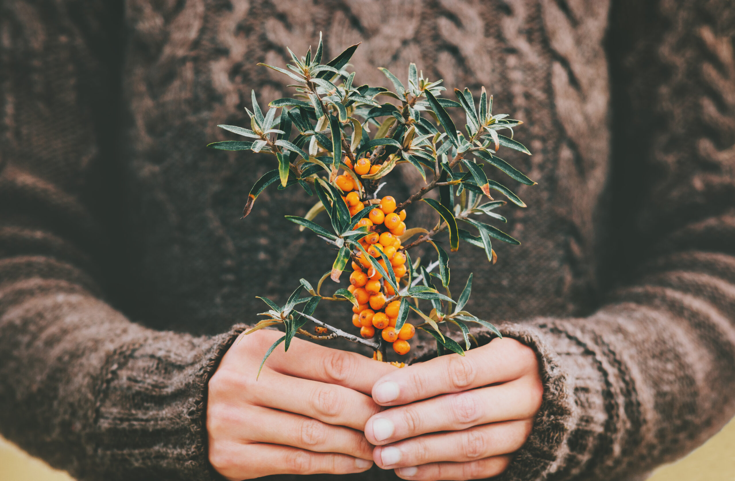 Woman hands holding sea buckthorn berries organic food Healthy Lifestyle plant fresh picked cozy knitted sweater